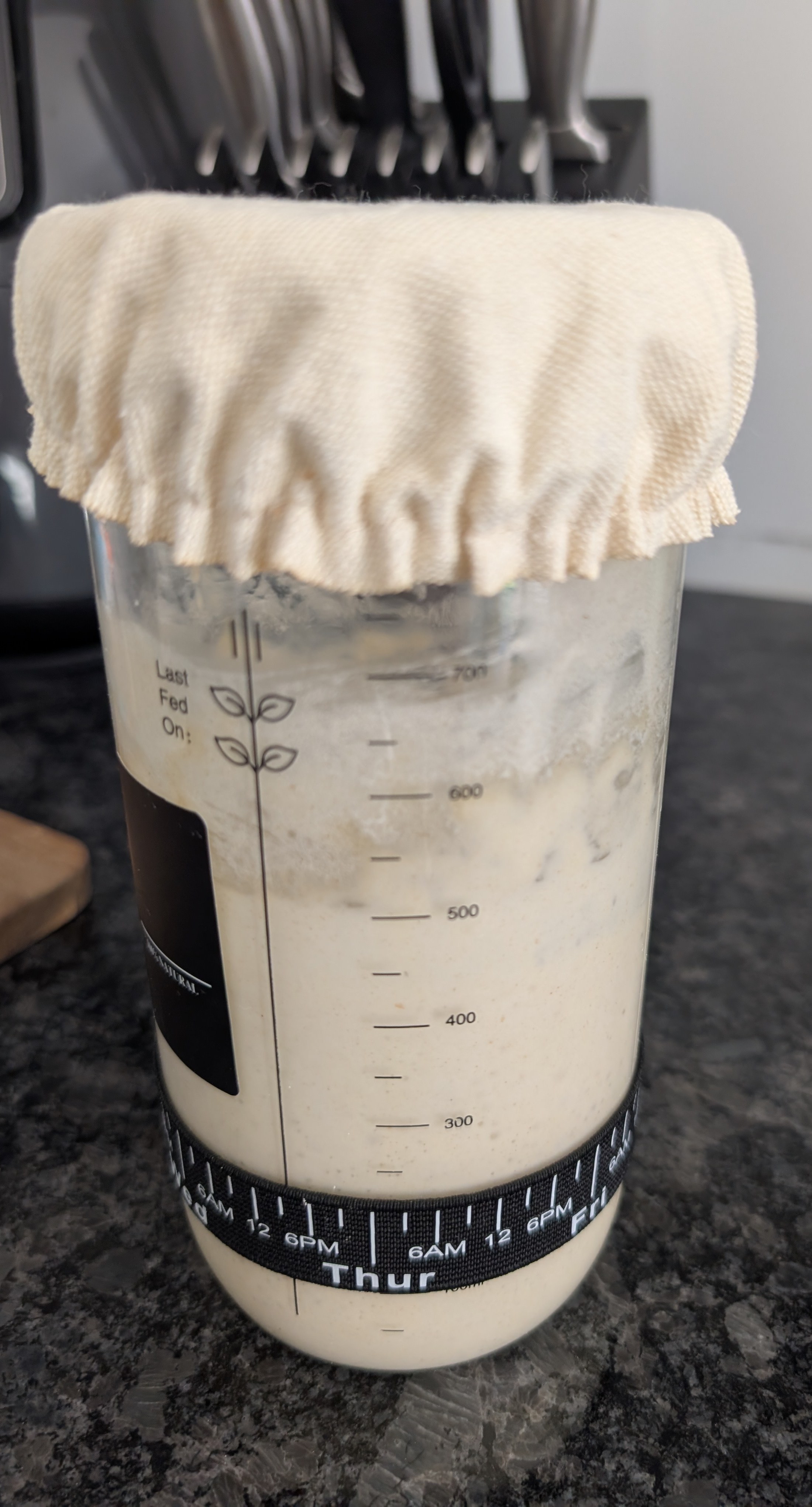 Sourdough starter doubled in height and ready for bread making