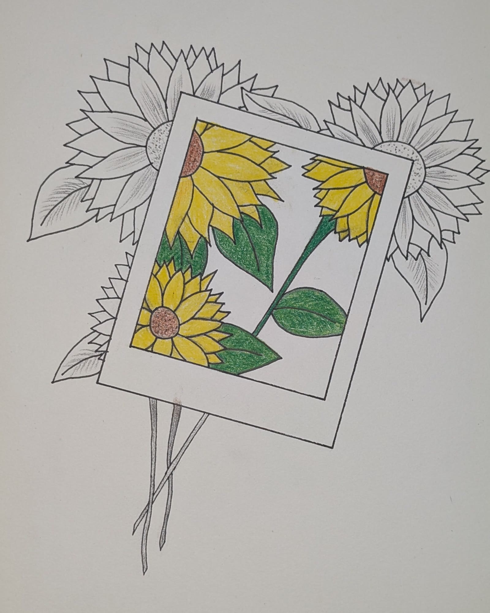 Drawing of sunflowers behind a polaroid frame, with only the picture inside colored in yellow and green